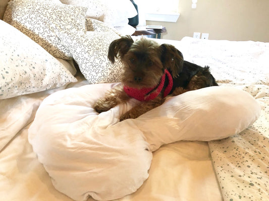What do Snoring, Migraines and Doggies have in common? Sleep Crown.